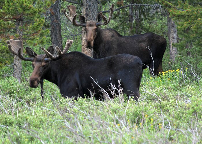 Bull Moose Greeting Card featuring the photograph Bull Moose #1 by Shane Bechler