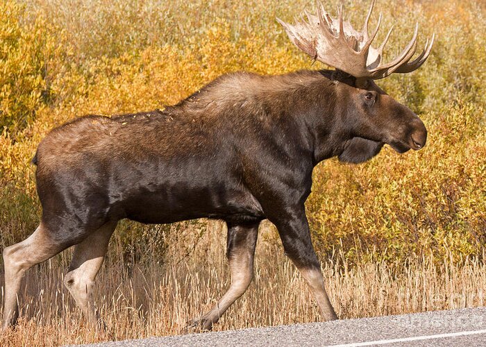 Alces Alces Greeting Card featuring the photograph Bull Moose Grand Teton National Park by Fred Stearns