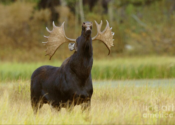 Wildlife Greeting Card featuring the photograph Bull Moose in Rut by Dennis Hammer