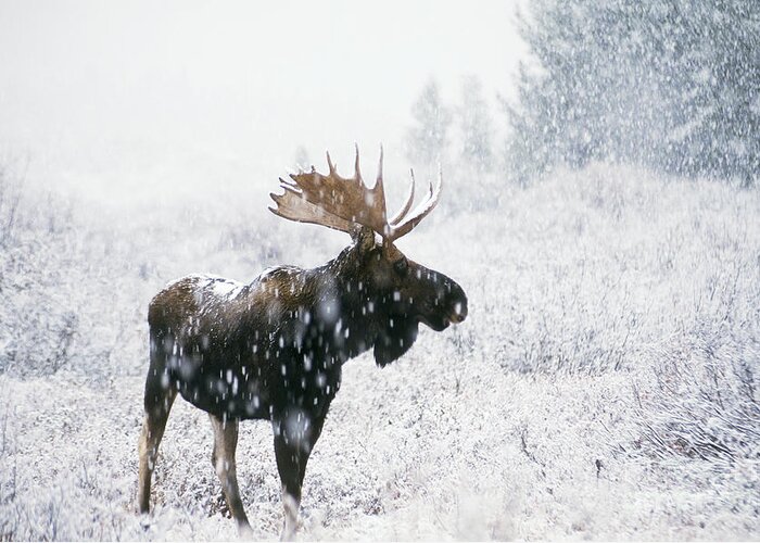 Fauna Greeting Card featuring the photograph Bull Moose In Snow by Ken M Johns