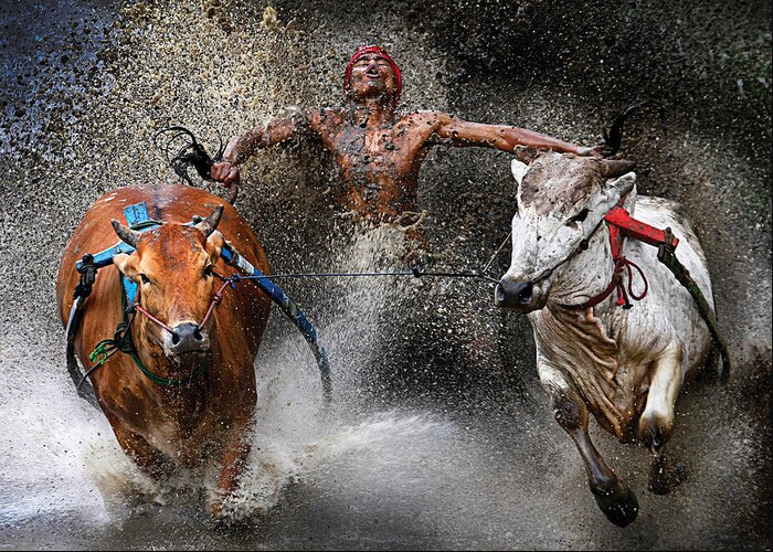 Bull-race Greeting Card featuring the photograph Bull race by Wei Seng Chen