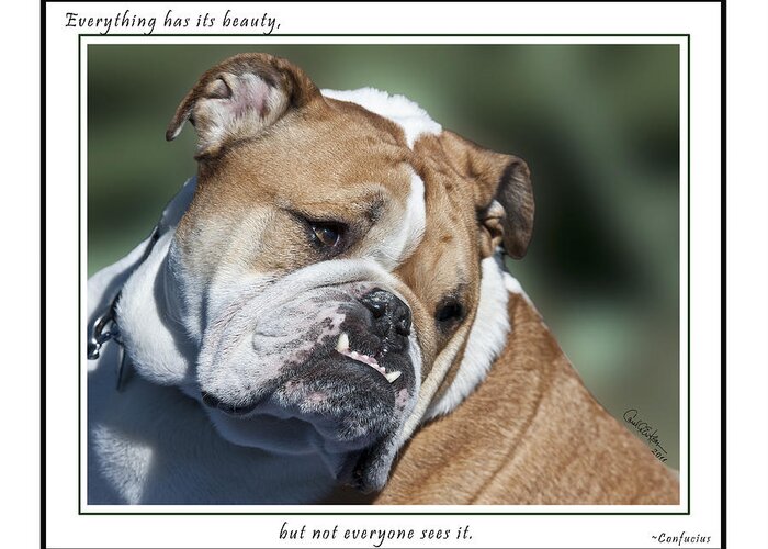 Bulldog Greeting Card featuring the photograph Bulldog Beauty by Carol Erikson