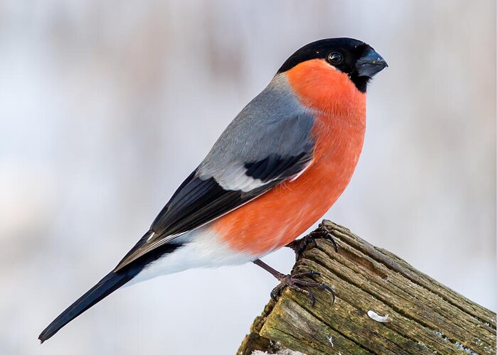 Bullfinch On The Edge Greeting Card featuring the photograph Bullfinch on the Edge by Torbjorn Swenelius
