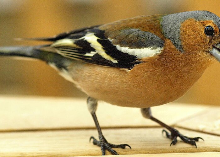 Birds Greeting Card featuring the photograph Chaffinch by Richard Denyer