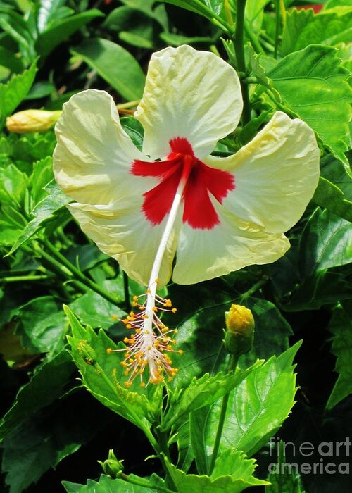 Hybrid Hibiscus Greeting Card featuring the photograph Bulls eye by Craig Wood