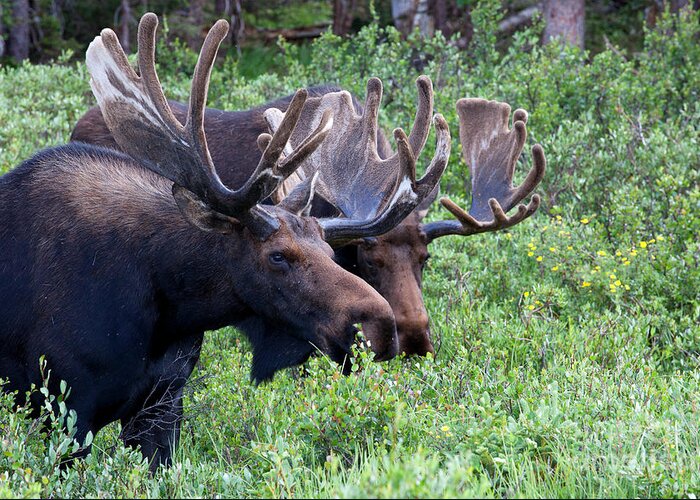 Moose; Moose Photograph Greeting Card featuring the photograph Bulls of the Woods by Jim Garrison