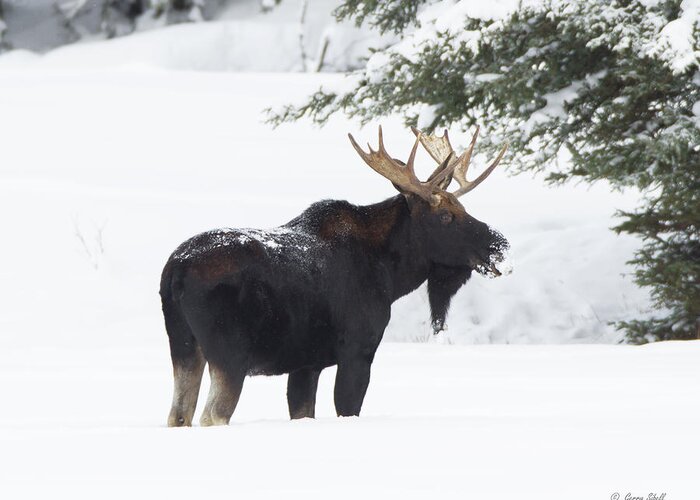 Nature Greeting Card featuring the photograph Bullwinkle by Gerry Sibell