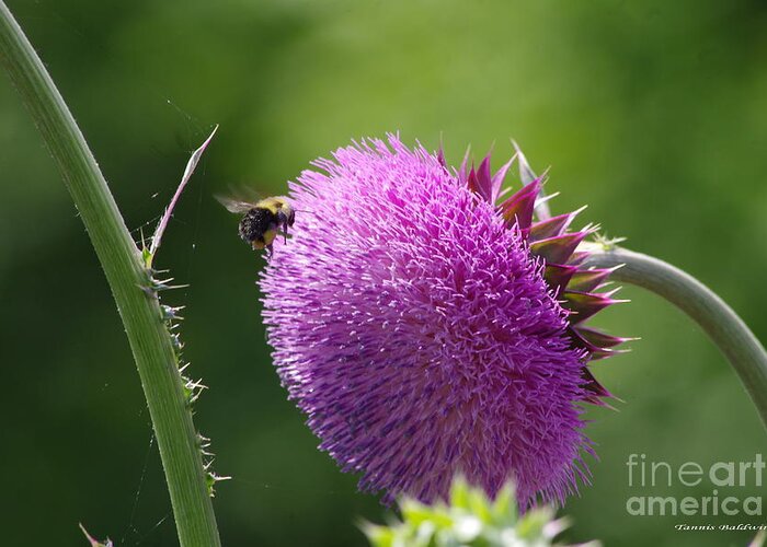 Bee Greeting Card featuring the photograph Bumble Bee approaching Thistle by Tannis Baldwin