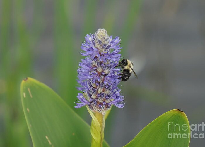 Bumble Bee Greeting Card featuring the photograph Bumble Bee on a Blue Pickerel Plant by Zori Minkova