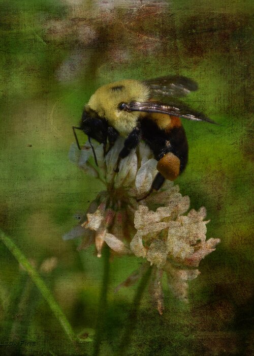 Bumble Bee Greeting Card featuring the photograph Bumble Bee Serenade Nbr 3 Macro by Lesa Fine