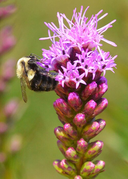 Bumblebee Greeting Card featuring the photograph Bumblebee on Dense Blazing Star by Ken Stampfer