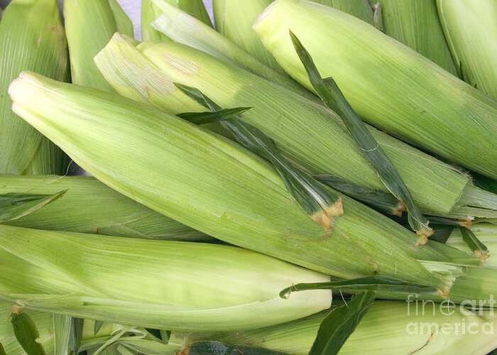 Corn Greeting Card featuring the photograph Bunch of corn in husk by James BO Insogna