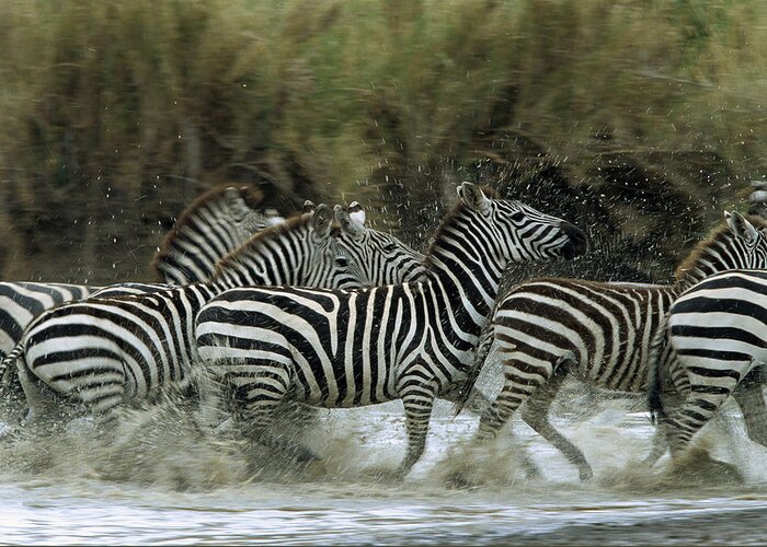 Feb0514 Greeting Card featuring the photograph Burchells Zebra Herd Serengeti by Konrad Wothe