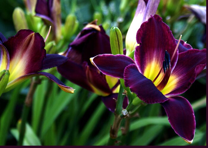 Landscape Greeting Card featuring the photograph Burgundy Lily by Chauncy Holmes