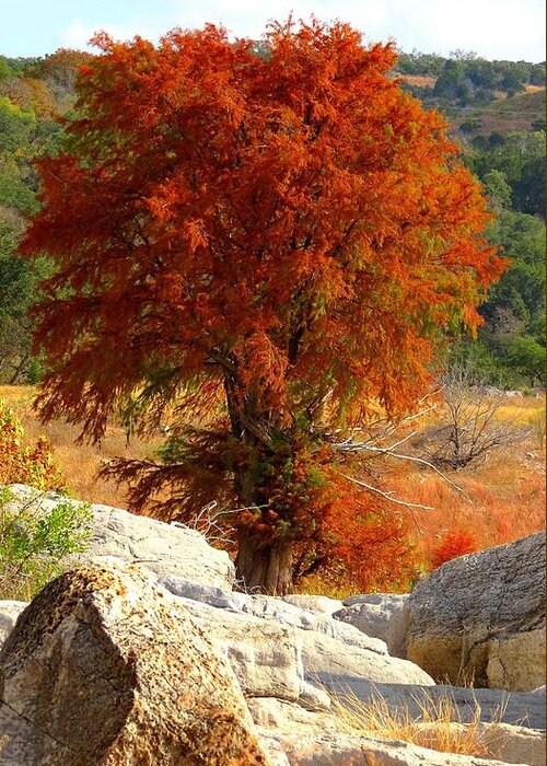 Cypress Tree Fall Colors Greeting Card featuring the photograph Burning Cypress by David Norman