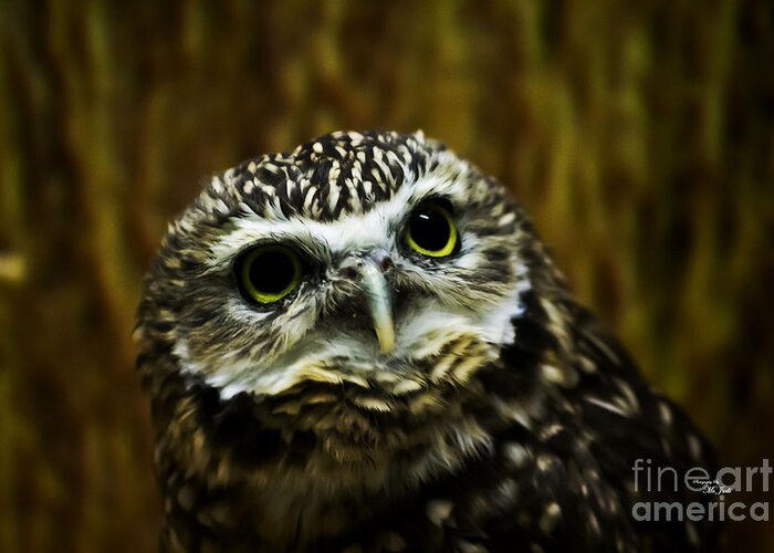 Bird Greeting Card featuring the photograph Burrowing Owl by Ms Judi