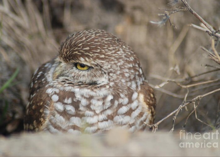 Bird Image Greeting Card featuring the photograph Burrowing Owl by Oksana Semenchenko