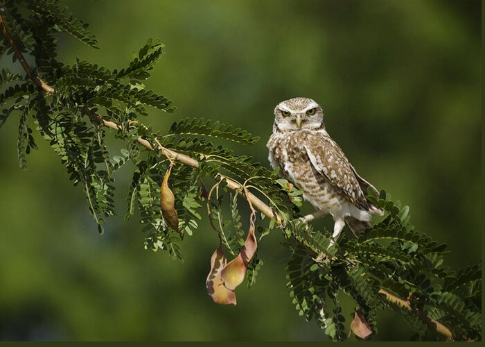 Burrowing Owl Greeting Card featuring the photograph Burrowing Owl on a Branch by Saija Lehtonen