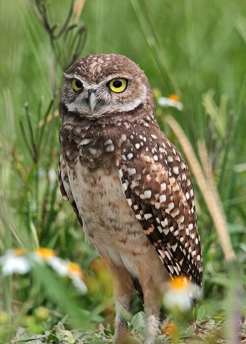 Burrowing Owl Greeting Card featuring the photograph Burrowing Owl by Theo O Connor