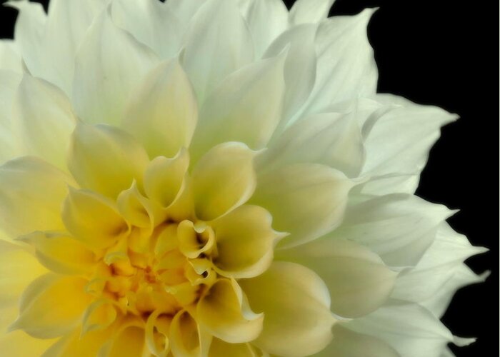 Dahlias Greeting Card featuring the photograph BURST of LIFE by Karen Wiles