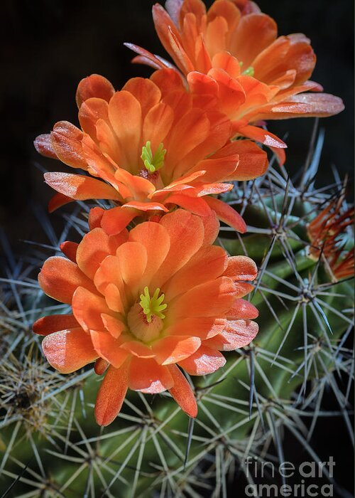 Orange Cactus Flower Greeting Card featuring the photograph Burst of Orange by Tamara Becker
