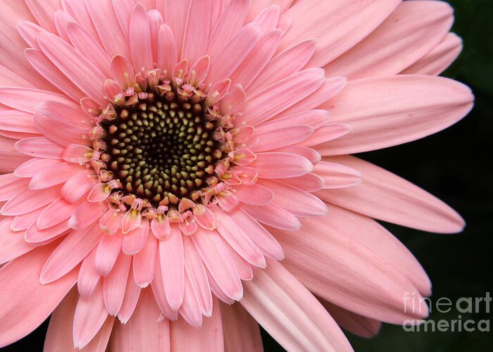 Flower Greeting Card featuring the photograph Burst of Pink by Jayne Carney