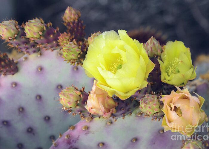 Prickly Pear Cactus Greeting Card featuring the photograph Bursting by Tamara Becker