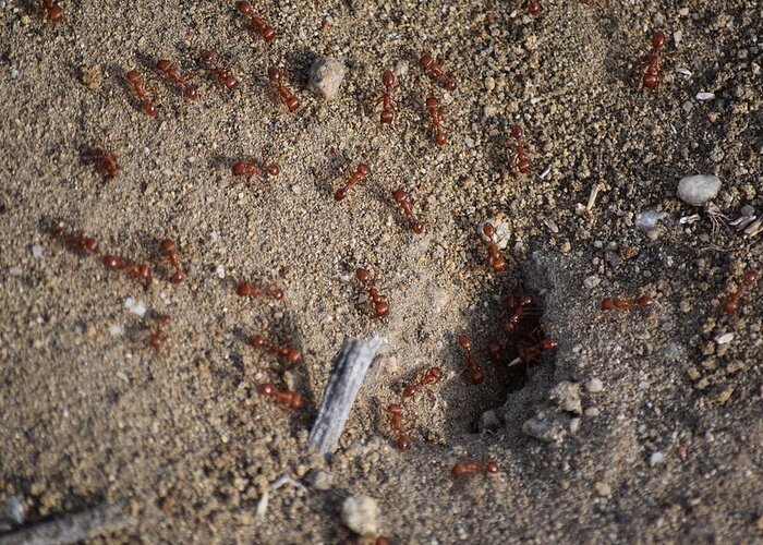 Insects Greeting Card featuring the photograph Busy Ants by Steve Scheunemann