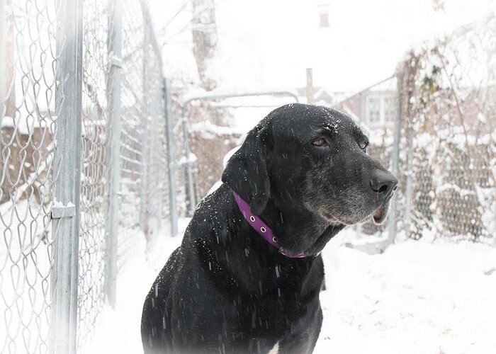 My Dog; Black Lab; Labradors; Dog Run; Dog Portrait; A Dog's World; Black And White; Black Lab In A White World; Black Lab In Snow; My Black Lab's Snow Day;  Greeting Card featuring the photograph Butch by Betty Morgan