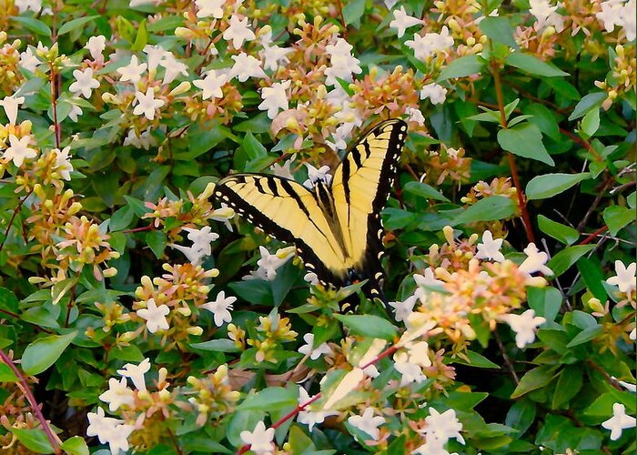 Yellow Greeting Card featuring the photograph Butterflies are free by Roseann Errigo