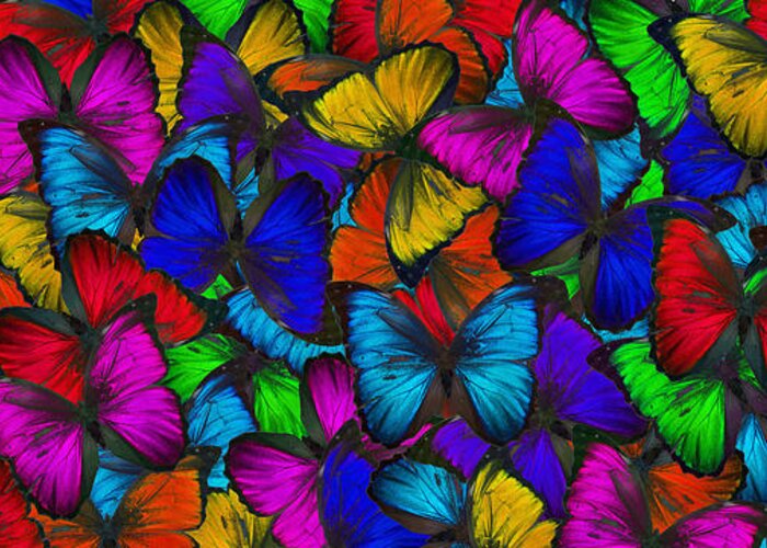 Butterfly Greeting Card featuring the photograph Butterflies in Flight Panorama by Kyle Hanson