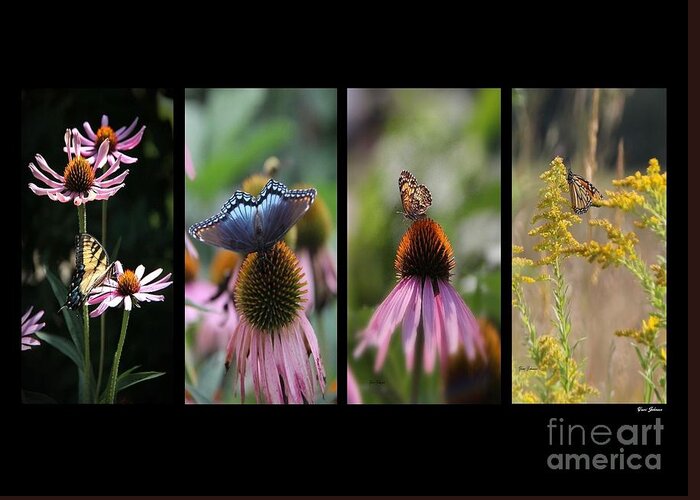 Butterfly Greeting Card featuring the photograph Butterflies Panel by Yumi Johnson