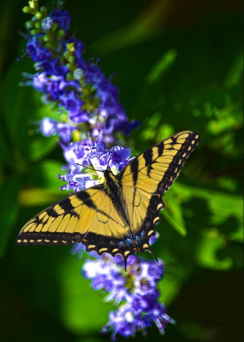 Swallowtail Greeting Card featuring the photograph Butterflly Bush And The Swallowtail by Sandi OReilly