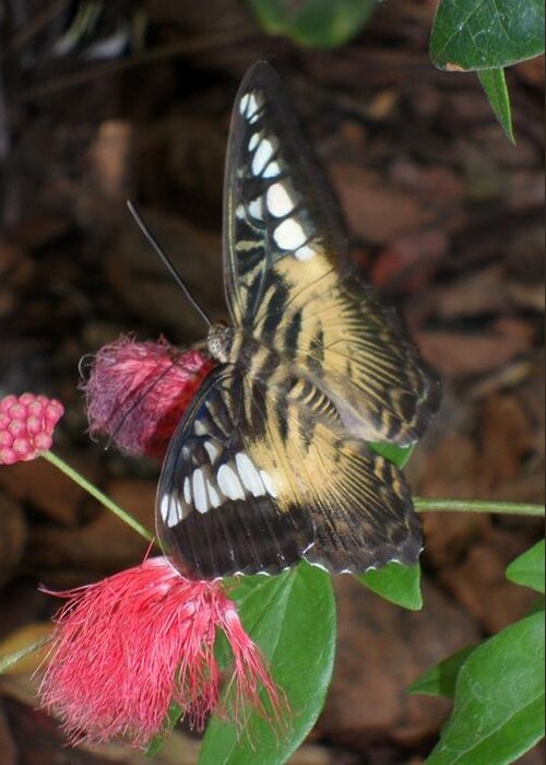 Butterfly Greeting Card featuring the photograph Butterfly 1 by Chance Jobe