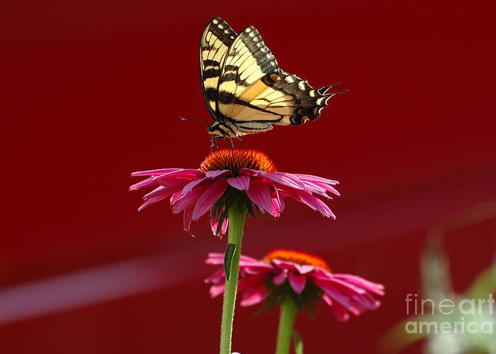 Yellow Butterfly Greeting Card featuring the photograph Butterfly 3 2013 by Edward Sobuta