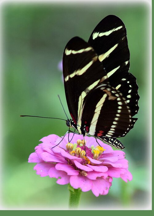 Butterfly Greeting Card featuring the photograph Butterfly and Pink Zinnia V by Sheri McLeroy