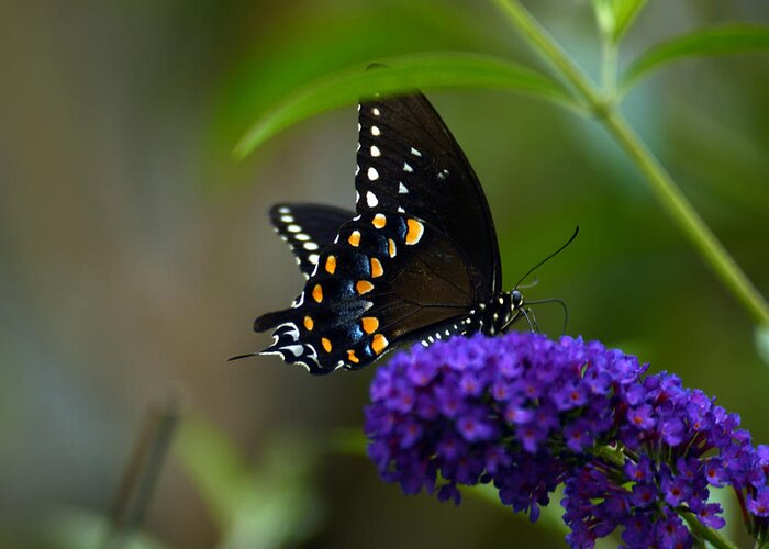 Eastern Black Swallowtail Butterfly Greeting Card featuring the photograph Butterfly Atttaction by Wanda Brandon