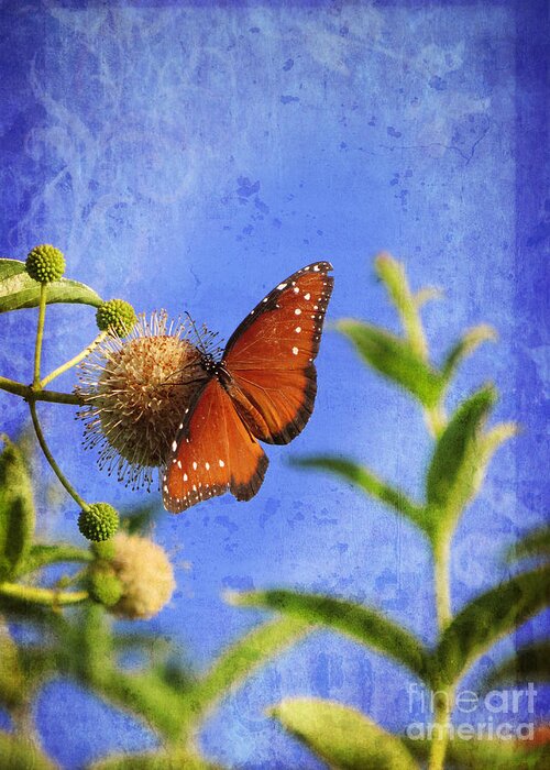 Butterflies Greeting Card featuring the photograph Butterfly - Bow to the Queen by Ella Kaye Dickey