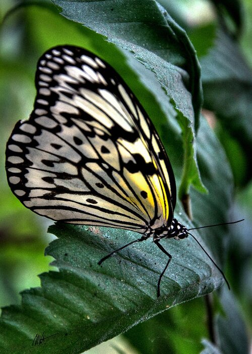 Paper Kite Greeting Card featuring the photograph Butterfly - Green Leaf by Mark Valentine
