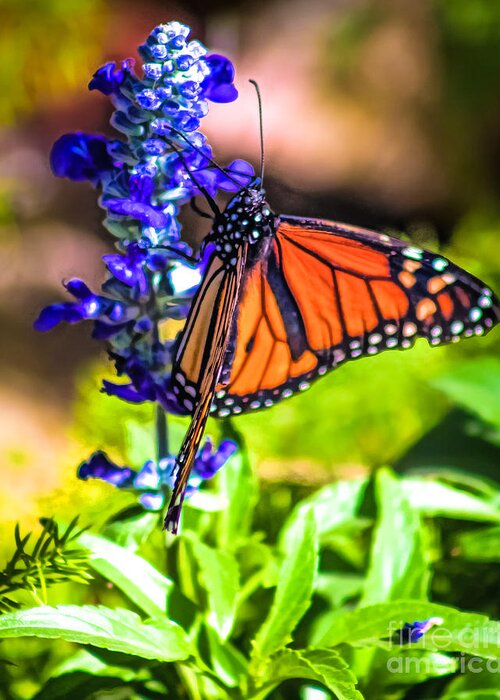 Butterfly Greeting Card featuring the photograph Butterfly on Blue by Randy Jackson