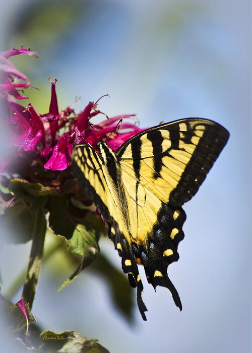 Butterfly Greeting Card featuring the photograph Butterfly Out Of The Blue - Blue Butterfly Art by Christina Rollo