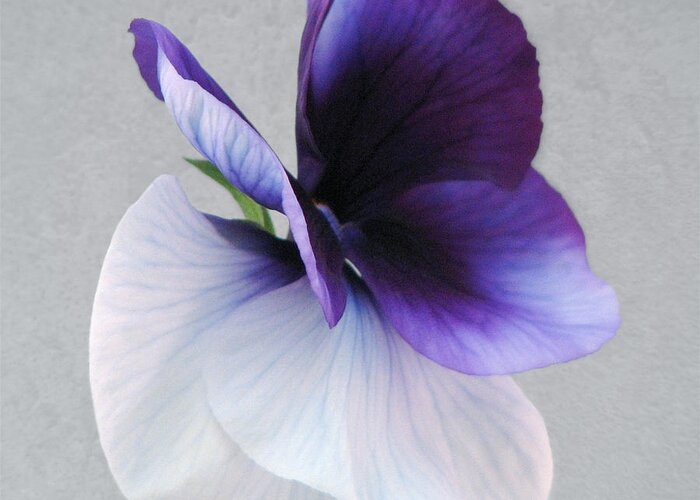 Pansy Art Greeting Card featuring the photograph Butterfly Pansy II by Karen Casey-Smith