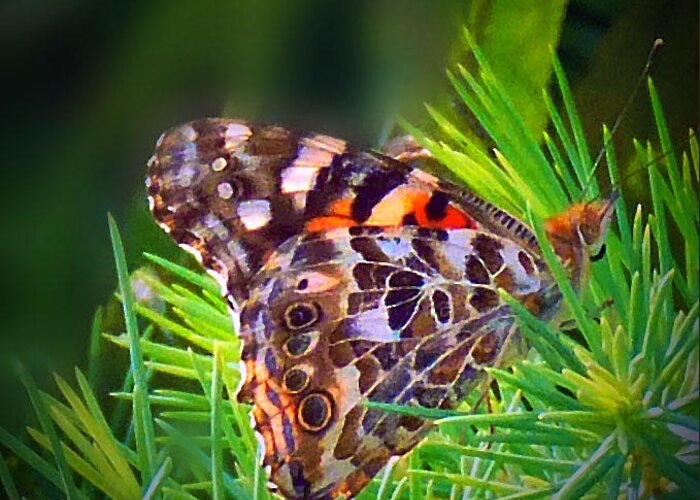 Nature Greeting Card featuring the photograph Butterfly Wings by Mikki Cucuzzo