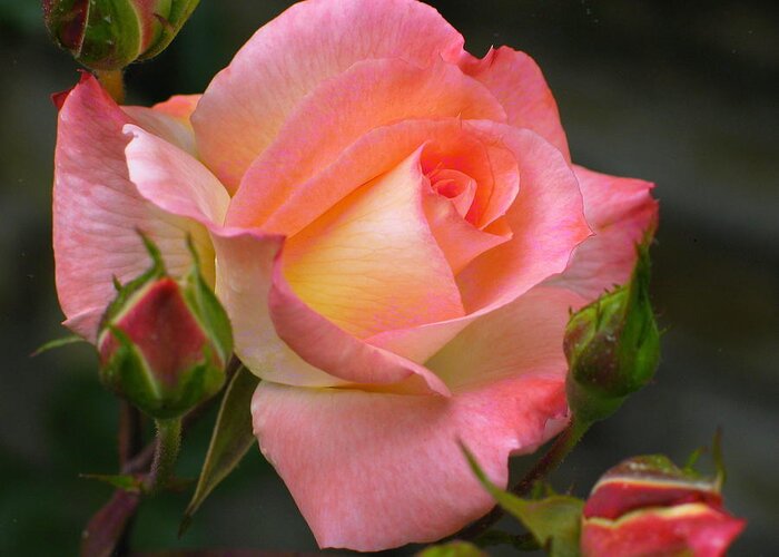 Flower Greeting Card featuring the photograph Buttermilk Pink by Derek Dean