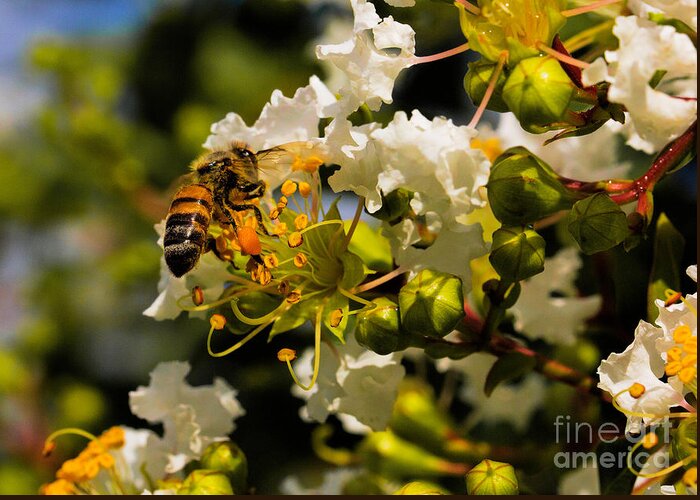 Art Prints Greeting Card featuring the photograph Buzzing Around by Dave Bosse