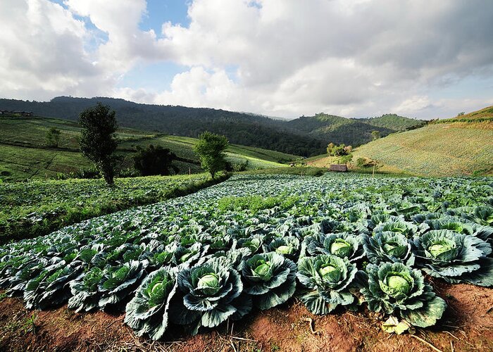 Scenics Greeting Card featuring the photograph Cabbage by Pailoolom