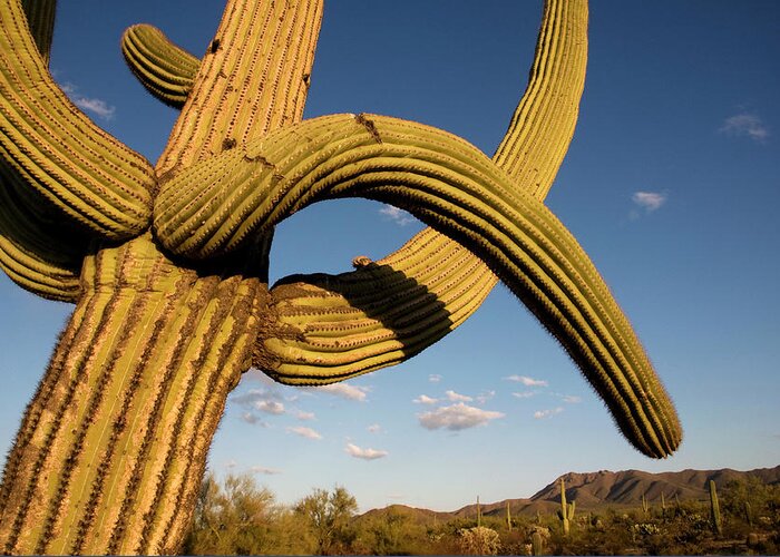 Saguaro Cactus Greeting Card featuring the photograph Cacti In West Unit Of Saguaro National by Mark Newman