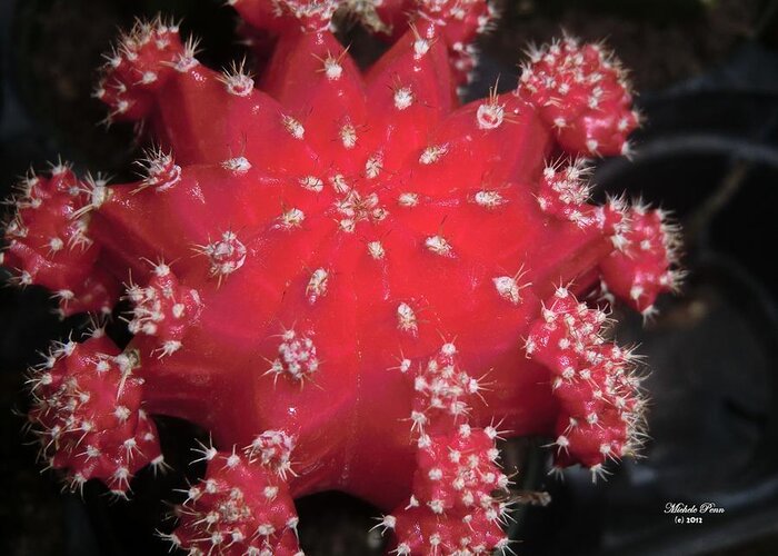 Red Greeting Card featuring the photograph Cactus Beauty by Michele Penn
