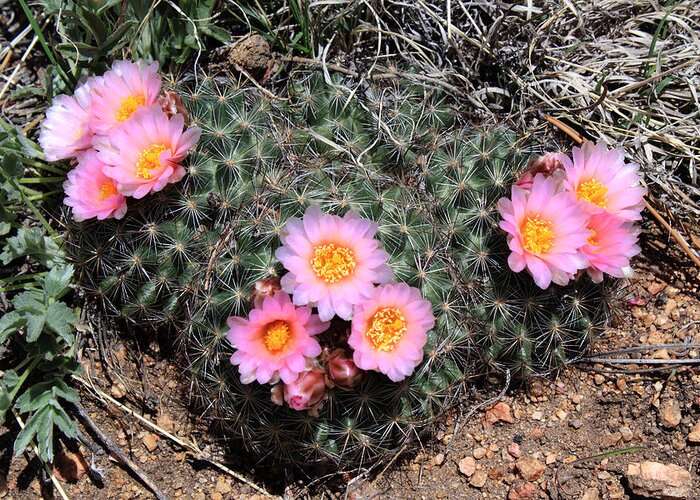 Cactus Greeting Card featuring the photograph Cactus Blooms by Shane Bechler