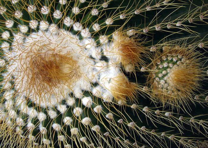 Cactus Greeting Card featuring the photograph Cactus Close-up by Joyce Wasser